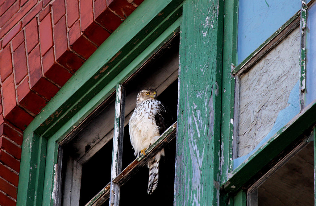 Bird in a ledge.