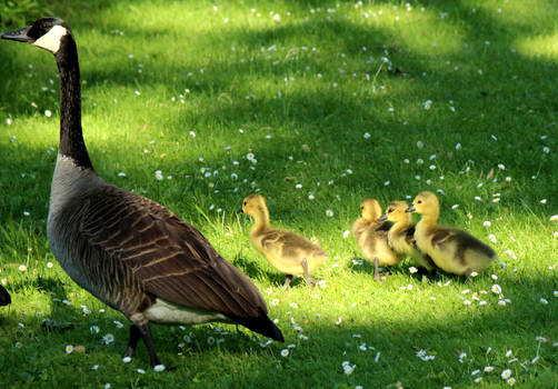 Mamma and her little ones.