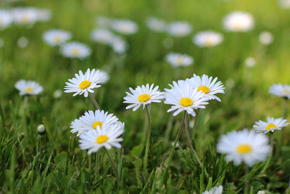 A Field ofDaisy's