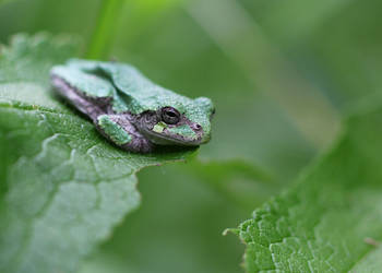 Wood frog