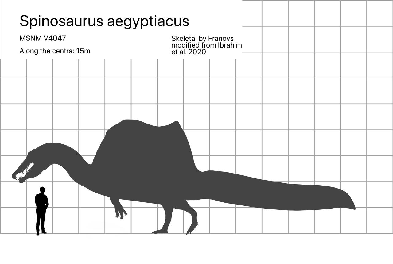 Spinosaurus Aegyptiacus Size Comparison By Carcharsauce On DeviantArt spinosaurus-aegyptiacus-size-comparison-by-carcharsauce-on-deviantart