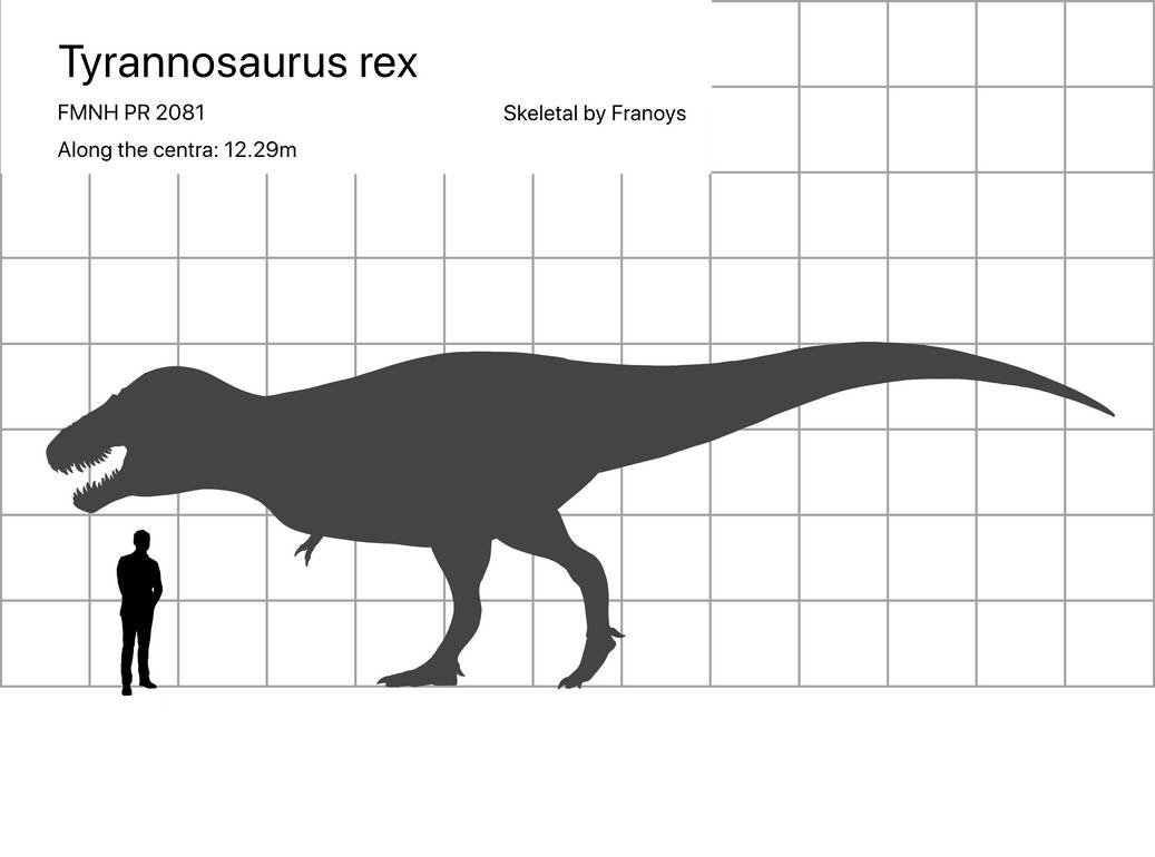 Tyrannosaurus rex size comparison by carcharsauce on DeviantArt