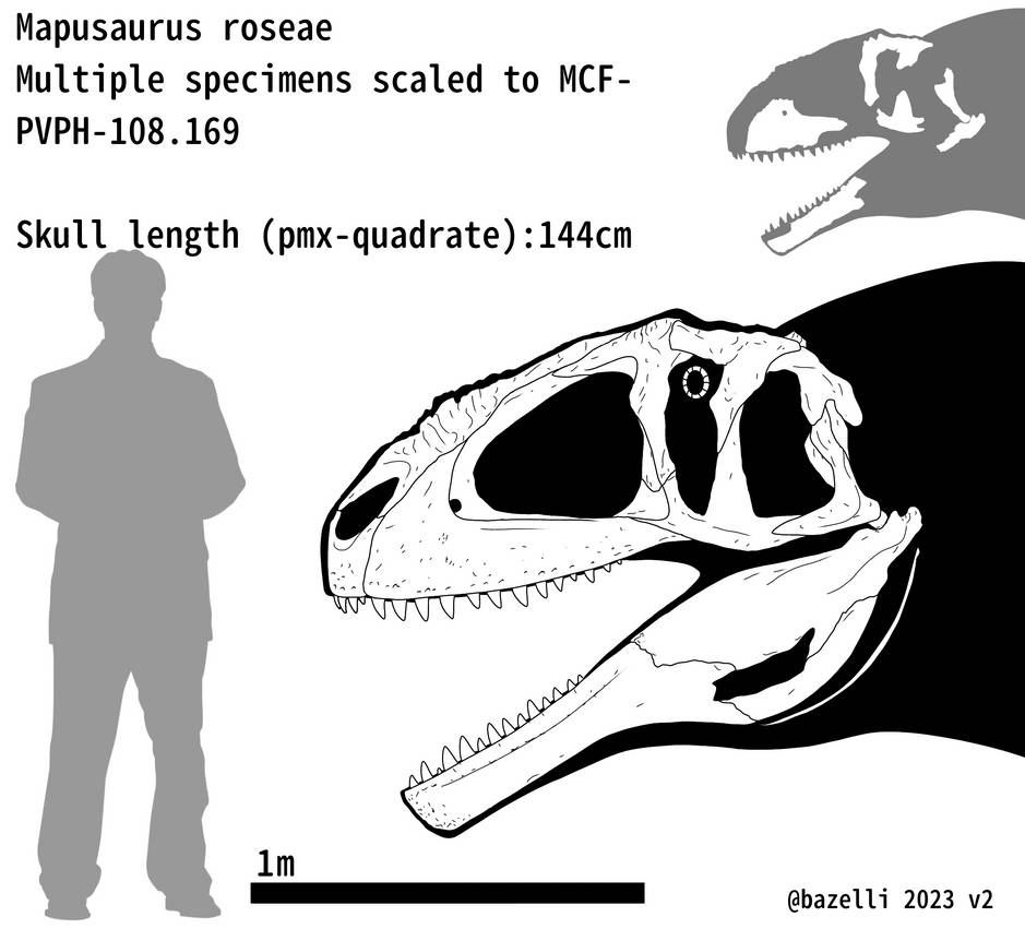 Mapusaurus roseae skull skeletal MCH PVPH 108.169 by carcharsauce on ...