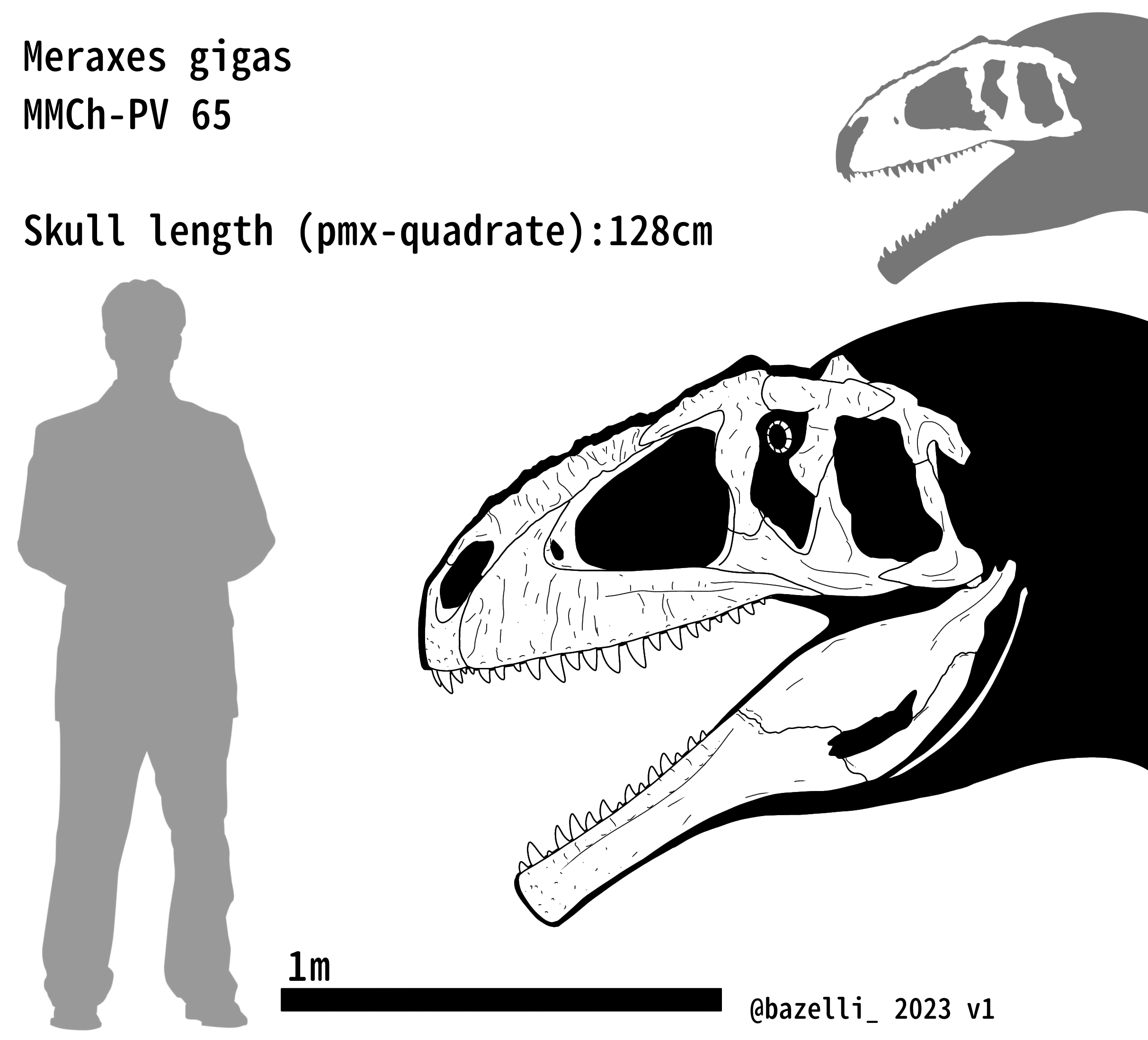 Meraxes skull skeletal MMCH-PV 65 by carcharsauce on DeviantArt