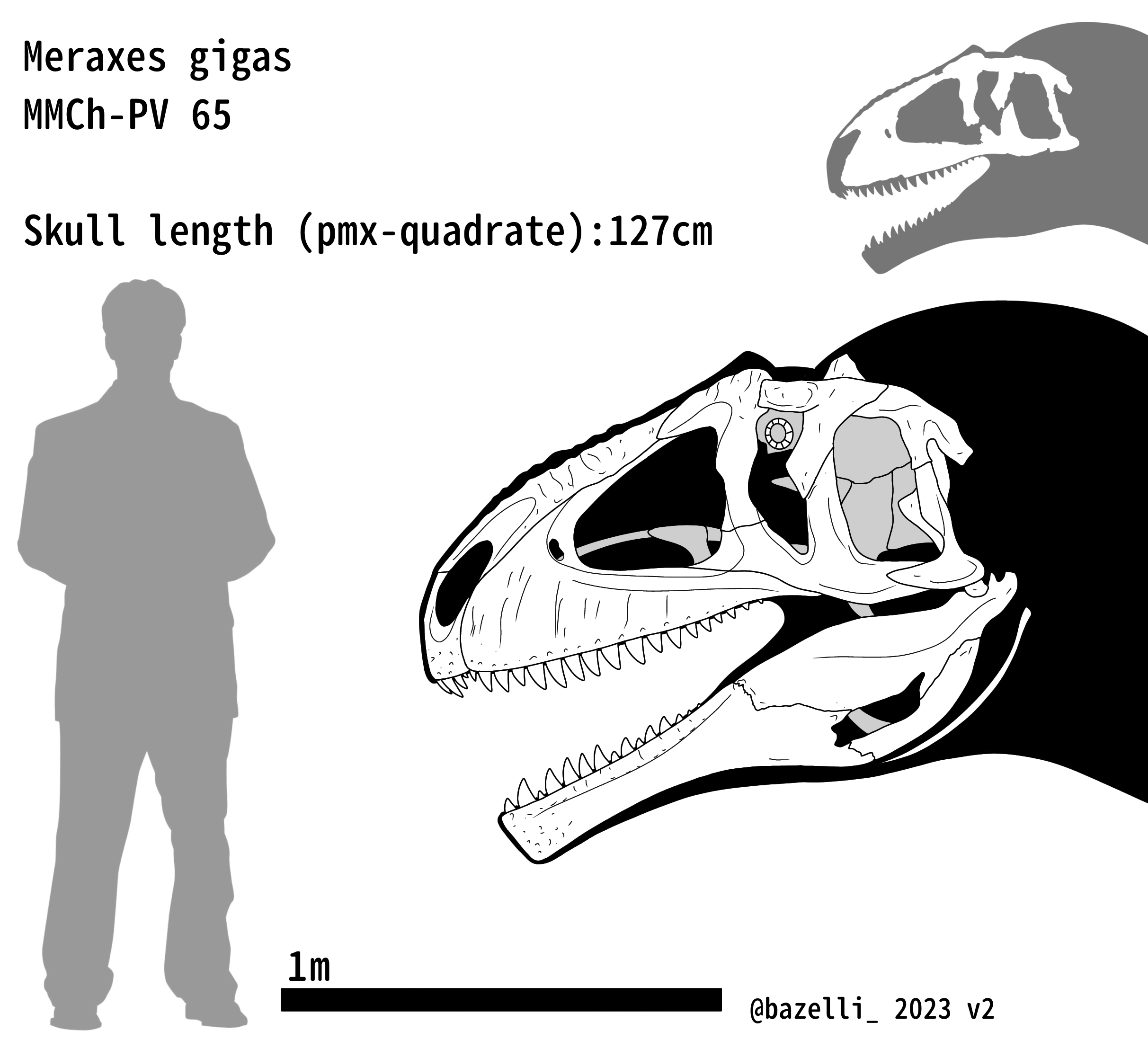 Meraxes skull skeletal MMCH-PV 65 by carcharsauce on DeviantArt