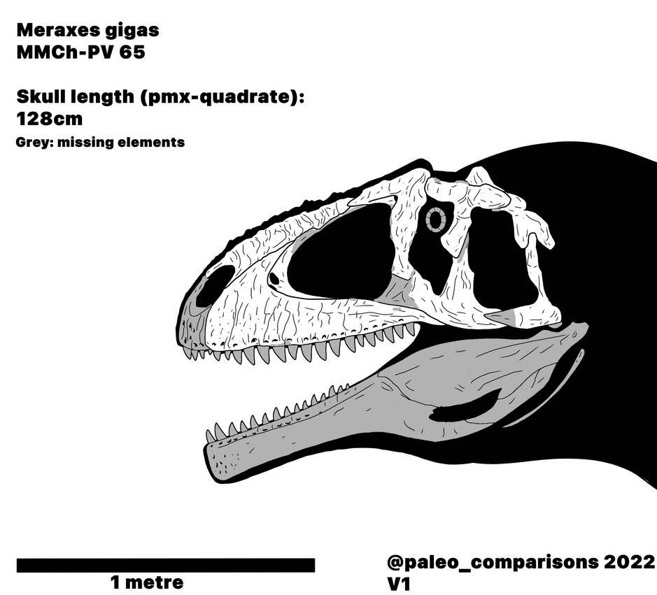 Meraxes skull skeletal MMCH-PV 65 by carcharsauce on DeviantArt