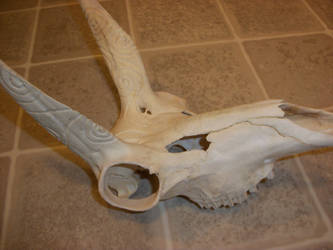 Antelope Skull right