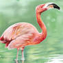 Flamingo painting