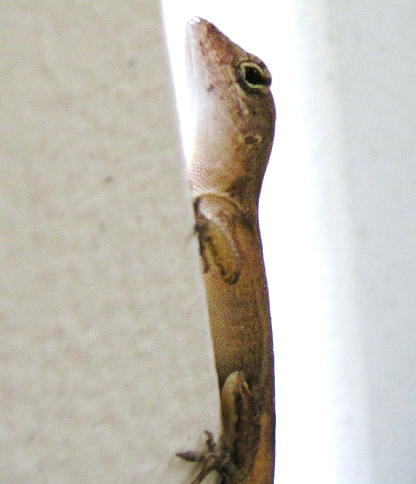 My Picture of a Lizard