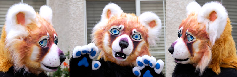 Red Panda FOR SALE
