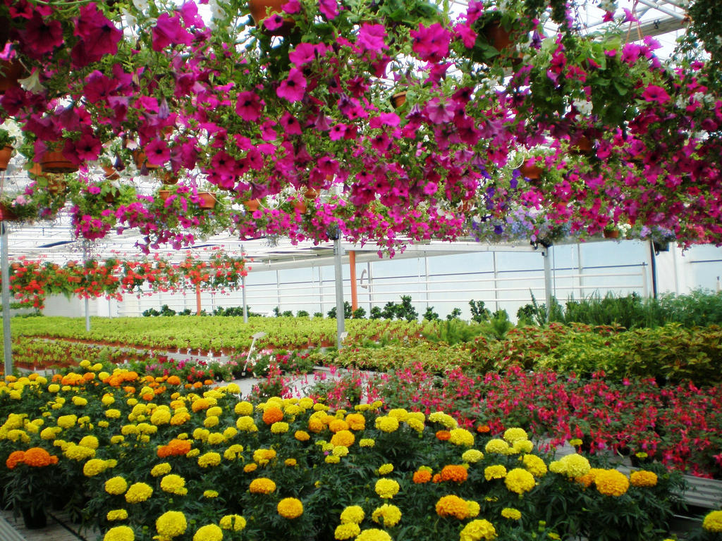 Flower shop