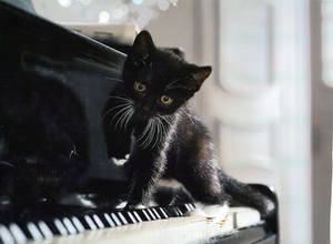 Piano Kitten