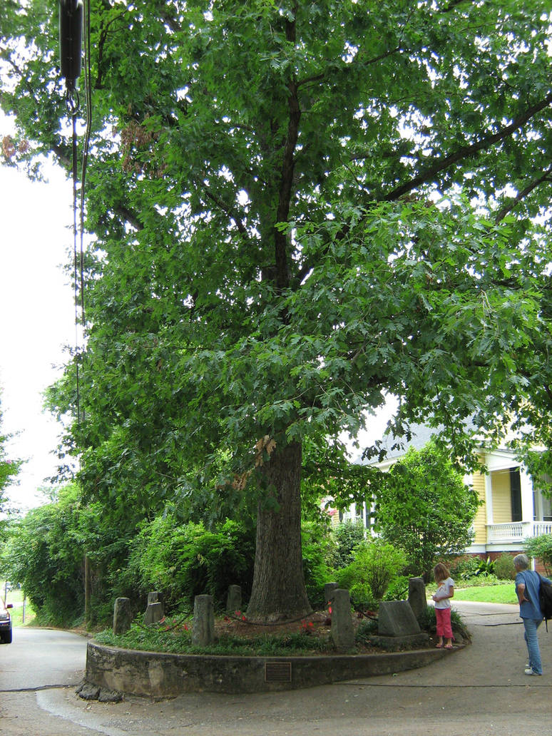 The Tree That Owns Itself by UinenFirestar on DeviantArt