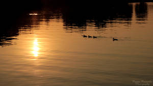 lake+sunset+duck family= by panna-poziomka
