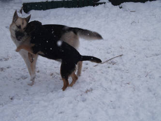 Dog fight in the snow