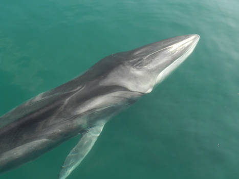 Fin Whale