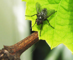 Grapeleaf.