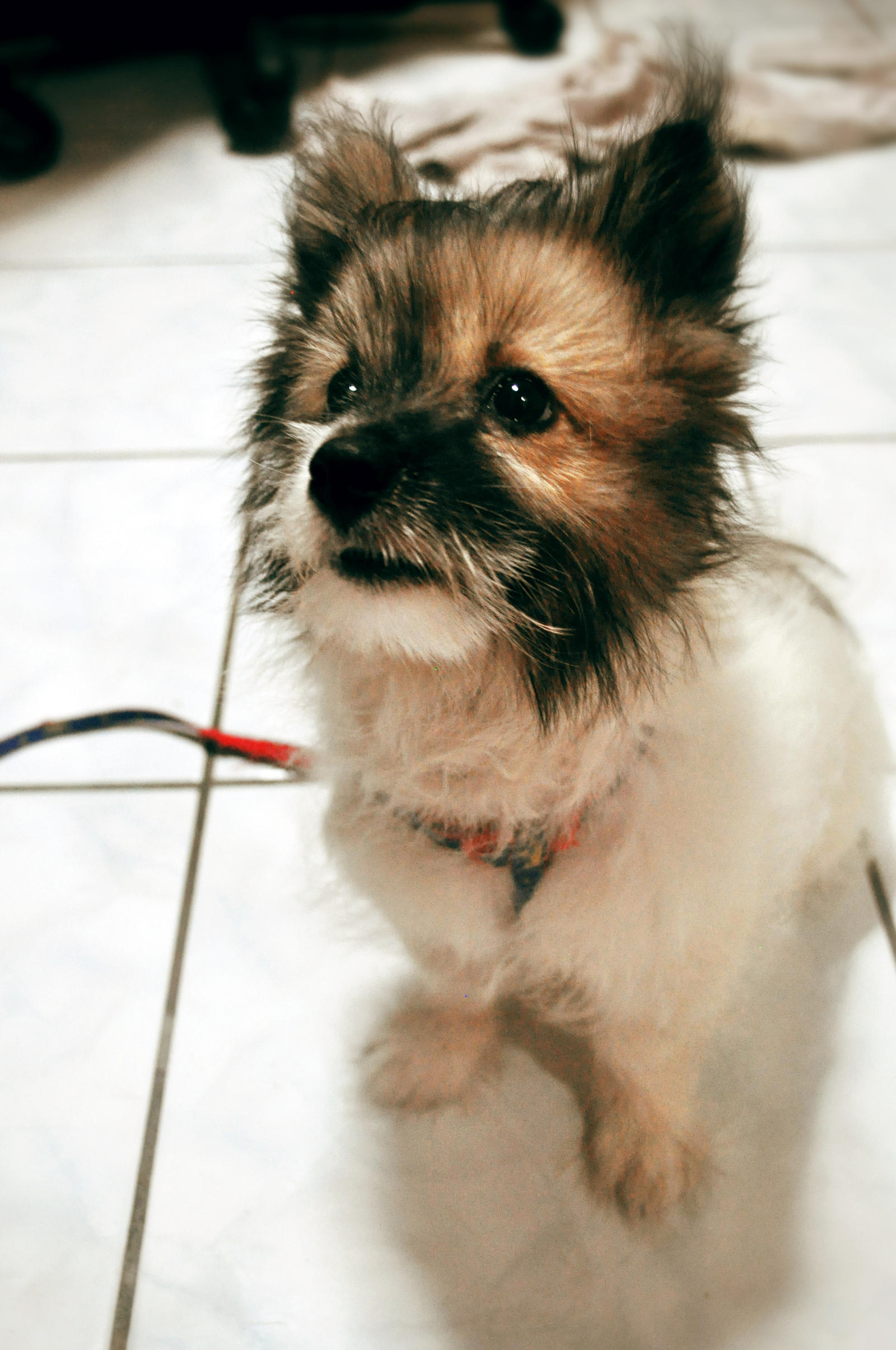 My Shihtzu Japanese Spitz Hybrid Pet Slurpee By Xsoulwindx On Deviantart My Shihtzu Japanese Spitz Hybrid Pet Slurpee By Xsoulwindx On Deviantart