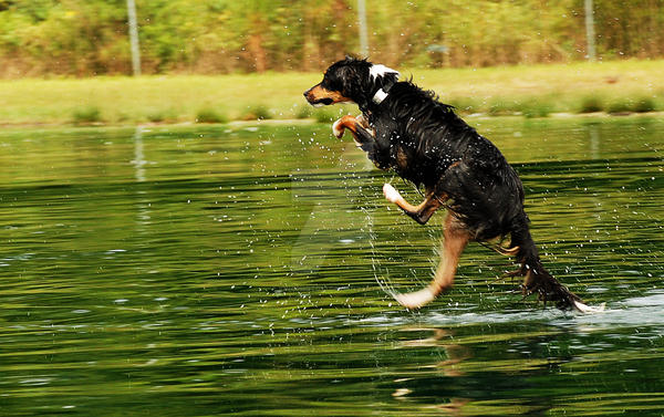 Deviantart Animal Jumping Jumping by kingphoto13 on DeviantArt