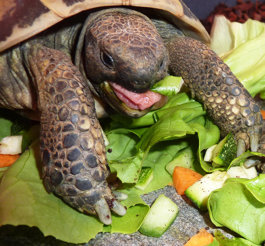 Hungry Turtle by go4music on DeviantArt