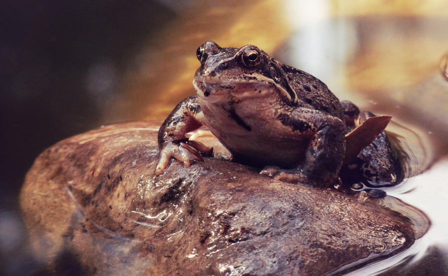 Frog in a pond