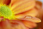 Orange Drop MkII by close-up-clive