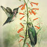 Hummingbirds watercolor study