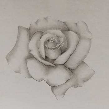 Pencil rose