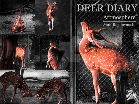 Deer diary