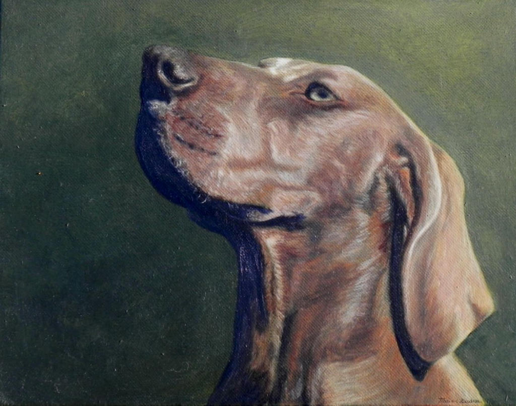 Weimaraner Portrait