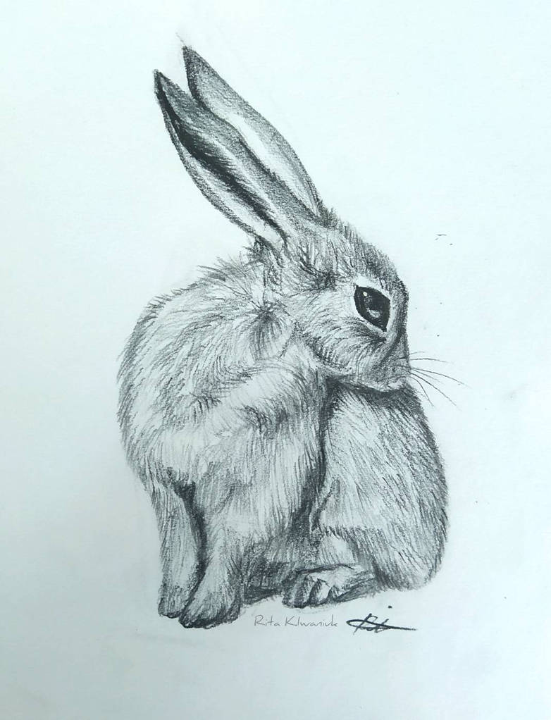 Sketchbook: 12 Rabbit by The-Artsy-Dragon on DeviantArt
