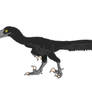 Troodon formosus