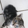 Kitten 1 -Stock-