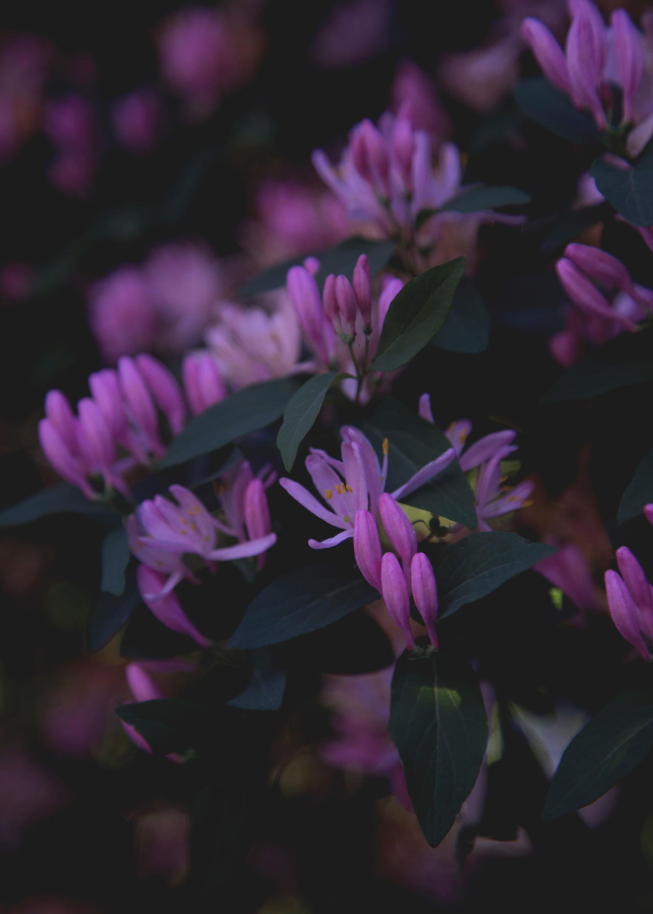 Pink Gesture
