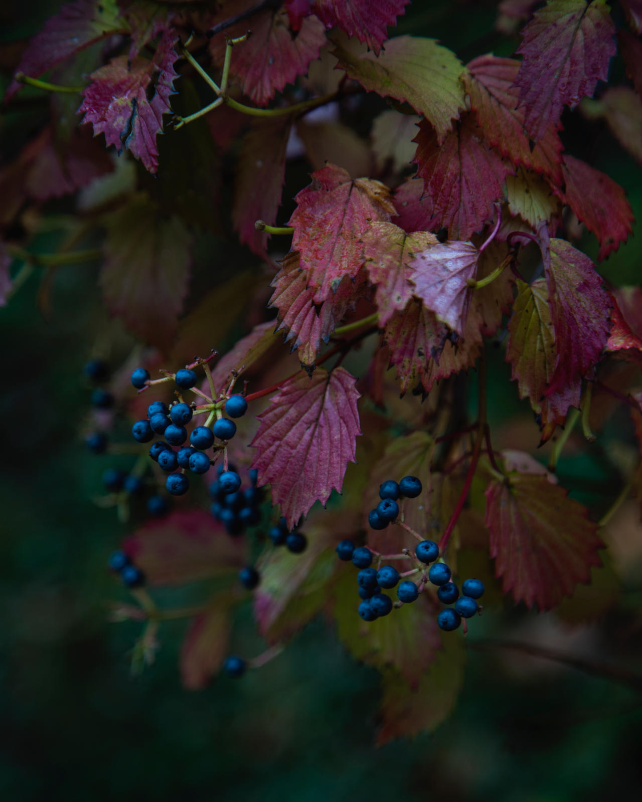 Days of Autumn