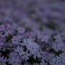 Small 'n' Purple