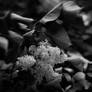 Lilac Wind