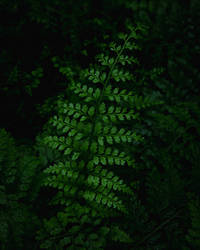 Green Lace