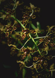 An Orchid For Your Sweetheart