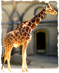giraffe by reachmehere