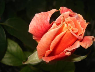 orange rose.