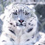 Snow Leopard