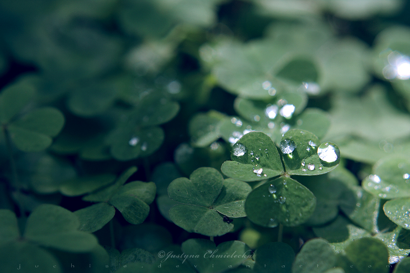 Field full of clovers