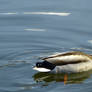 Water off a Duck's Back.