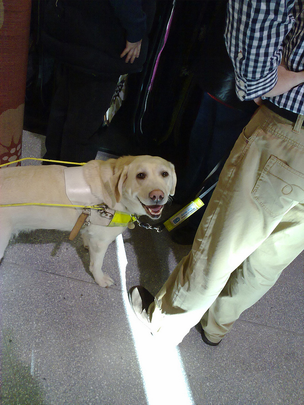 A Joyful Guide Dog.