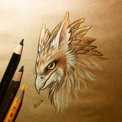 Young gryphon