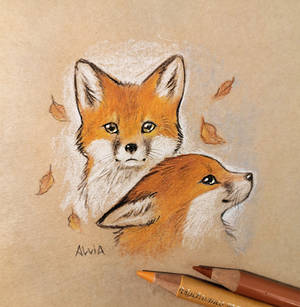 Fox sketch