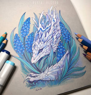 Muscari dragon