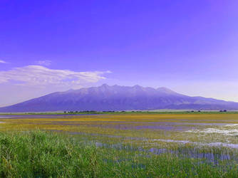 Purple Mt Blanca over Lake of Yellow Flowers