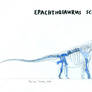 Epachthosaurus sciuttoi skeletal drawing